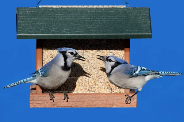 Blue jays op een feeder — Stockfoto