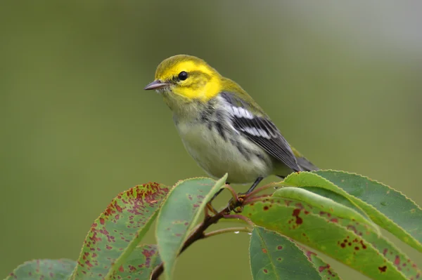 Black-throated Green Warbler — Stock Photo, Image