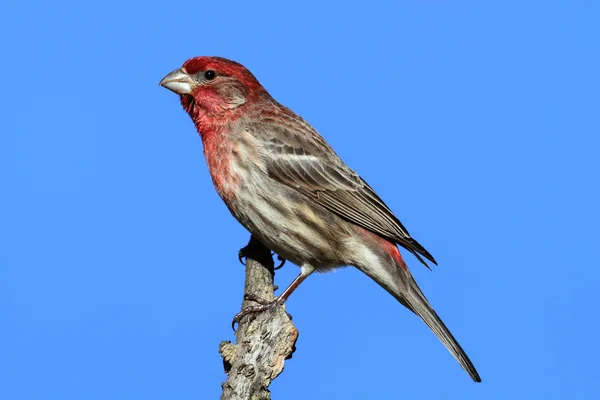 Finch maschio (Carpodacus mexicanus ) — Foto Stock