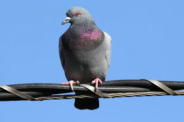 Rock Pigeon (Columba livia) — Stock Photo, Image