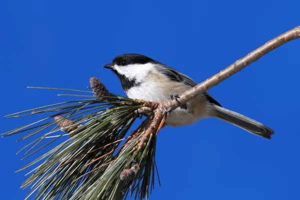 Americký ptáček na větvi — Stock fotografie