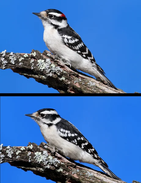 Downy Woodpeckers (picoides pubescens) — Stock Photo, Image