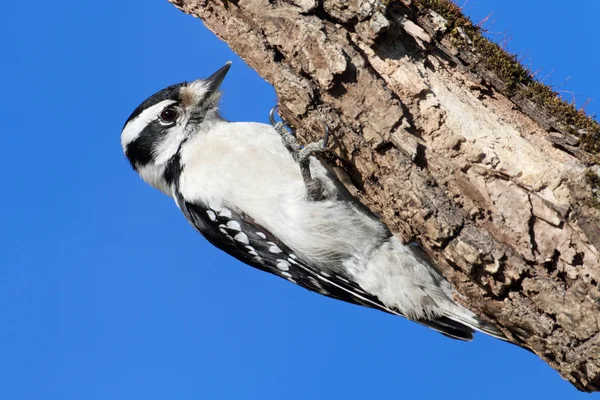 Vrouwelijke valse Woodpecker (picoides pubescens) — Stockfoto