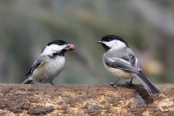 Paar van vogels op een logboek — Stockfoto