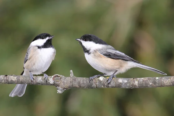 Dvojice ptáků na větvi — Stock fotografie