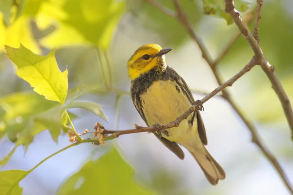 Verdinho-de-garganta-preta — Fotografia de Stock