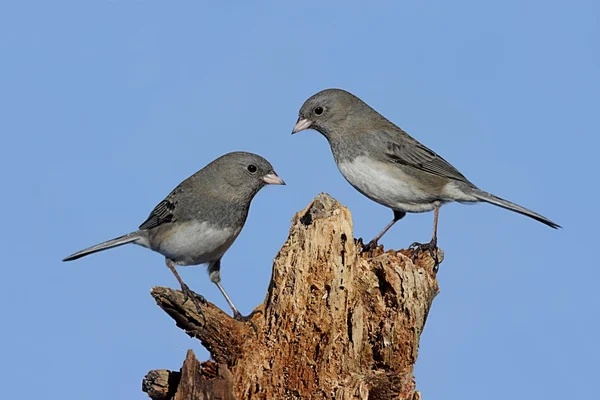 Zwei Vögel auf einem Baumstumpf — Stockfoto