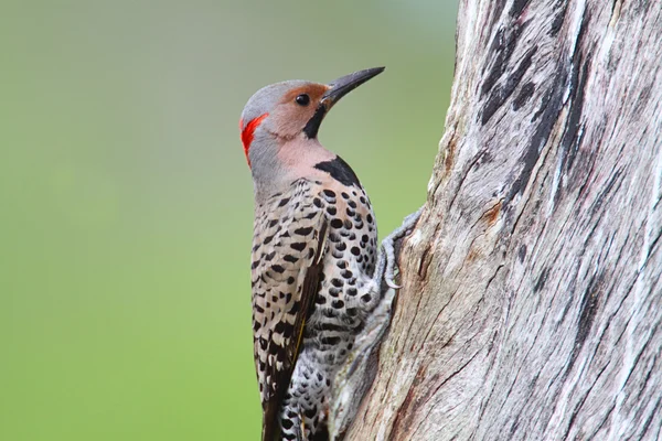 Woodpecker building a nest — Stock Photo, Image