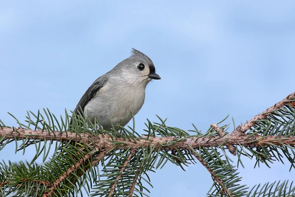Pták na větvi — Stock fotografie
