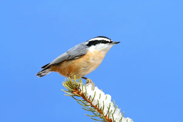 Red-breasted Nuthatch On A Branch — Stock Photo, Image