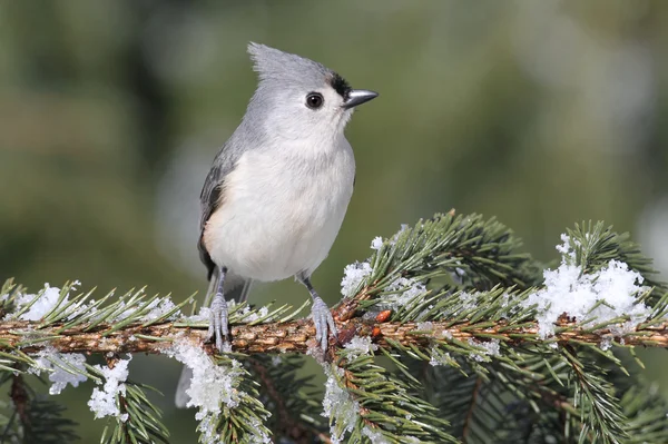 Titmouse On A Snow-covered Branch — Stock Photo, Image