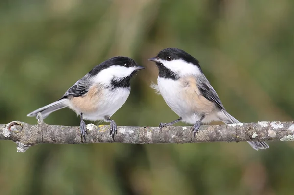 Pair of Chickadees on a Branch — Stock Photo, Image