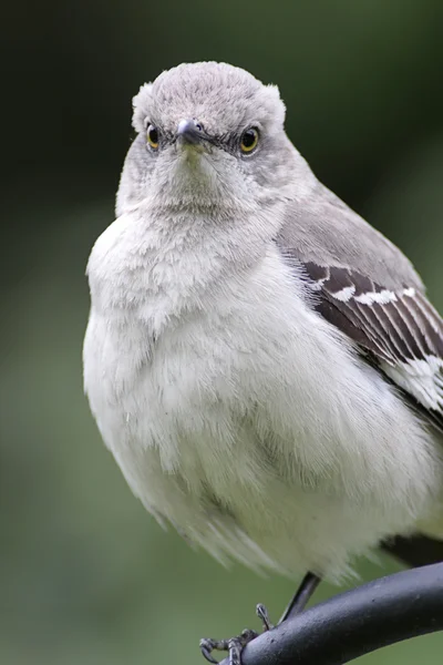 Mockingbird do Norte (mimus polyglottos) — Fotografia de Stock