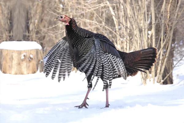 Wild turkey flaxande vingar — Stockfoto
