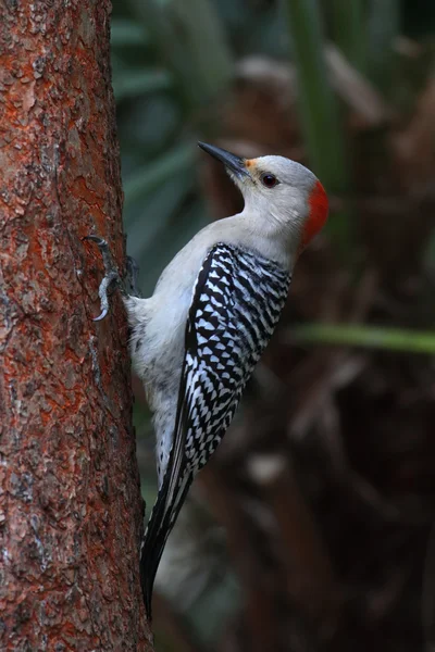 Woodpecker on a pine tree — Stock Photo, Image