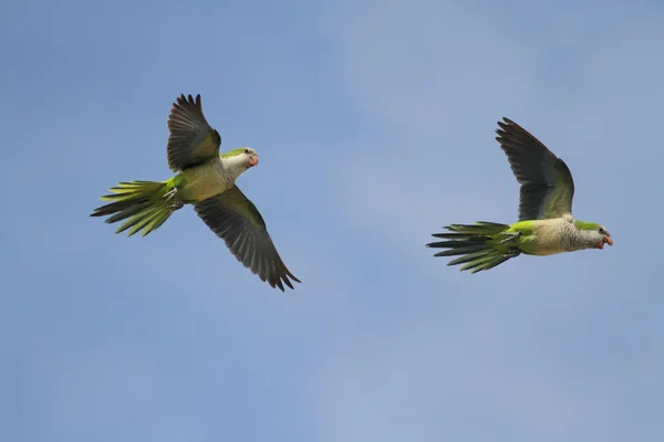 Coppia di pappagalli in volo — Foto Stock