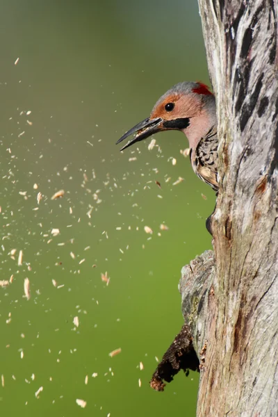 啄木鸟筑巢 — 图库照片