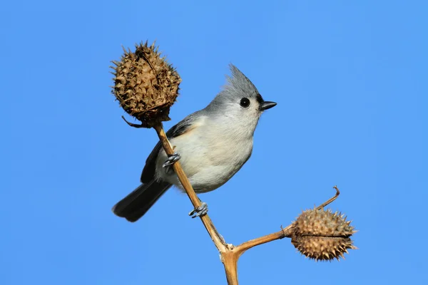 棒の上の鳥 — ストック写真