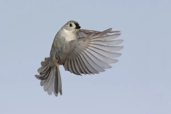 Pájaro en vuelo — Foto de Stock
