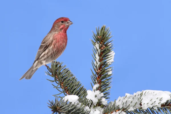House Finch In Snow — Stock Photo, Image