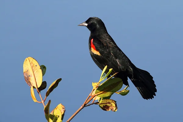 Pájaro negro alado rojo macho —  Fotos de Stock