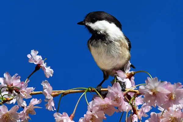 Chickadee con flores de cerezo — Foto de Stock