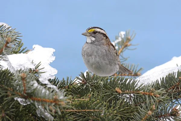 Vogel im Schnee — Stockfoto