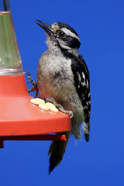 Valse woodpecker op een feeder — Stockfoto
