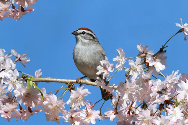 桜の花を持つ欠けスズメ — ストック写真