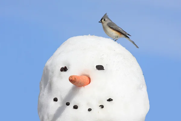 Baştankara üzerinde bir kardan adam — Stok fotoğraf