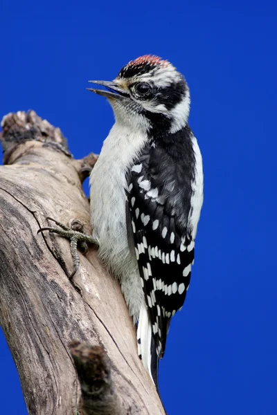 Juvenile Downy Woodpecker (puber Picoides) ) — Stok Foto