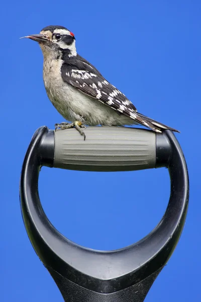 Downy Woodpecker On A Handle — Stok Foto