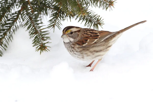 Bird In Snow — Stock Photo, Image