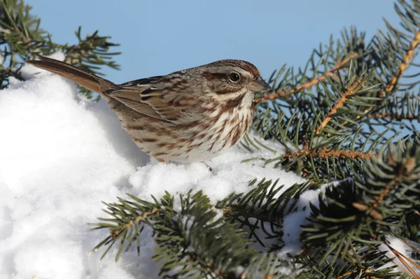 Sparrow In Snow — Stock Photo, Image