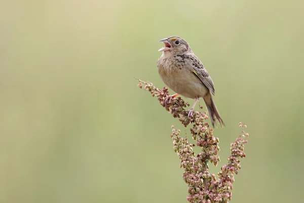 Gafanhoto Sparrow (Ammodramus savannarum) — Fotografia de Stock