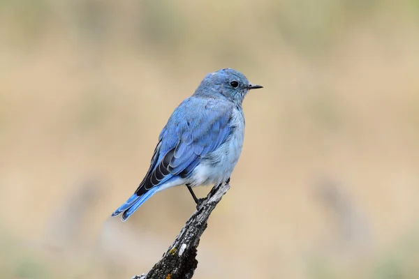 Mountain Bluebird — Stock Photo, Image