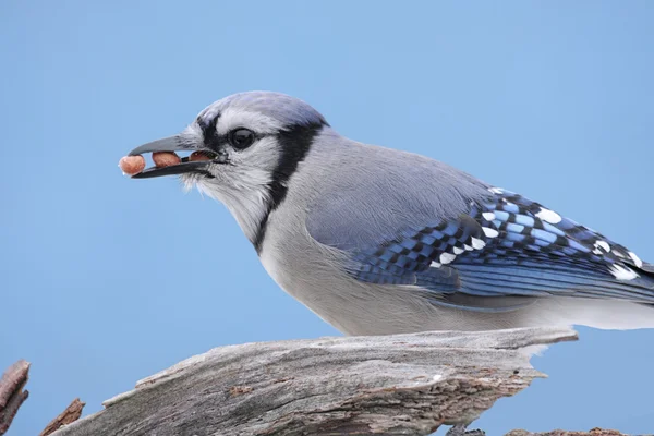 Блакитна Сойка їдять арахіс — стокове фото