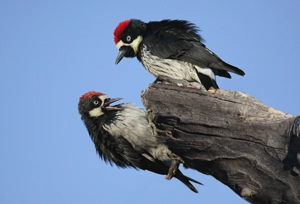 Acorn Woodpeckers (Melanerpes formicivorus) — Stock Photo, Image