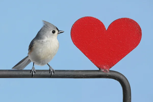 Bird With Heart — Stock Photo, Image