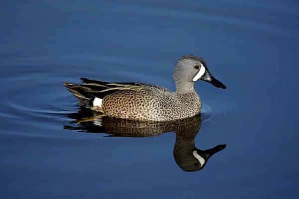 Blue-winged Teal — Stock Photo, Image