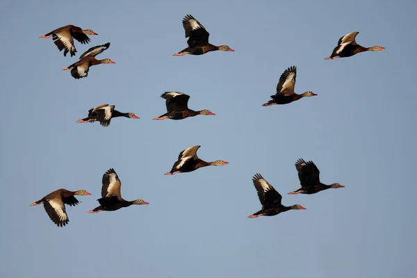 Černobřišní kachny — Stock fotografie