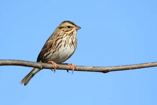 Savannah Sparrow (passerculus sandwichensis)) — 图库照片