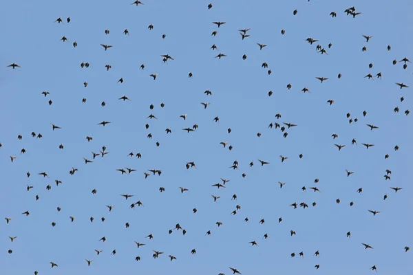 Großer Vogelschwarm — Stockfoto