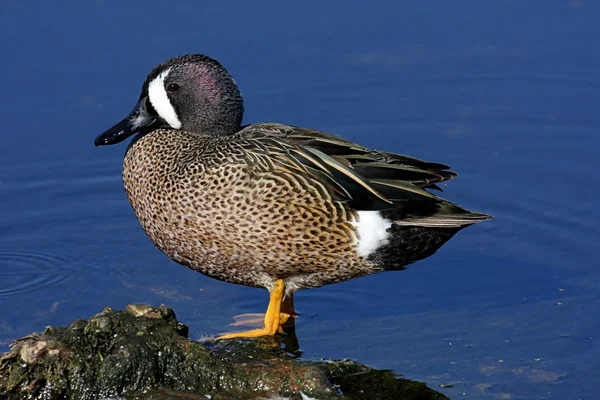 Blue-winged Teal — Stockfoto