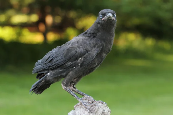 Bebê corvo-americano (Corvus brachyrhynchos) — Fotografia de Stock