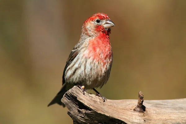Erkek evi Finch (Carpodacus mexicanus) — Stok fotoğraf