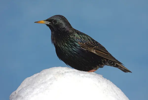 Starling i snö — Stockfoto