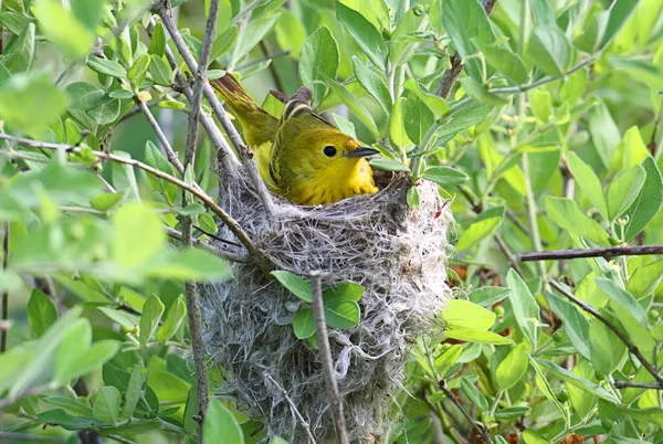 Κίτρινο ωδικό πτηνό σε μια φωλιά — Φωτογραφία Αρχείου