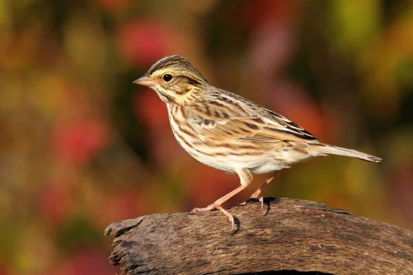 Savannah sparrow na podzim — Stock fotografie