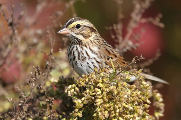 Savannah Sparrow in Autumn — Stock Photo, Image